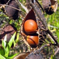 Gele knikkernoot (Caesalpinia ciliata)