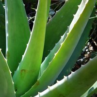 Alo&euml; vera (Aloe vera)
