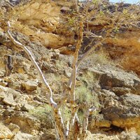 Wierookboom (Boswellia sacra)