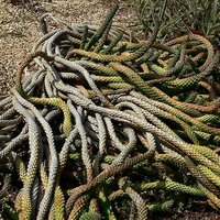 Medusa's haar (Euphorbia caput-medusae)