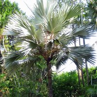 Blauwe latanpalm (Latania loddigesii)