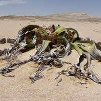 Kanniedoodplant (Welwitschia mirabilis)