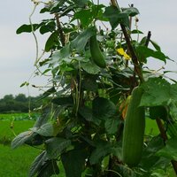 Sponscourgette (Luffa cylindrica)