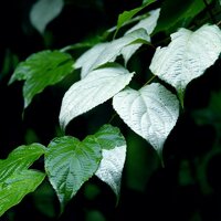 Silvervine kiwi (Actinidia polygama)