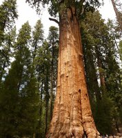 Mammoetboom (Sequoiadendron giganteum)