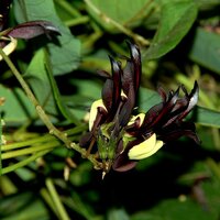 Zwarte koraalboon (Kennedia nigricans)