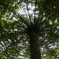 Boomvaren (Cyathea australis)