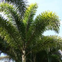 Vossenstaartpalm (Wodyetia bifurcata)