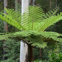 Australische boomvaren (Cyathea cooperi)