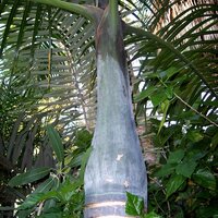 Spindelpalm (Hyophorbe verschaffeltii)