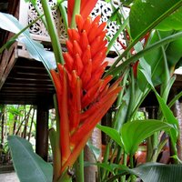 Rode sierbanaan (Musa coccinea)