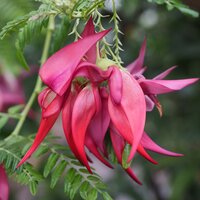 Papegaaiensnavel (Clianthus puniceus)