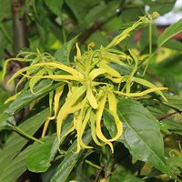 Ylang-ylang (Cananga odorata)