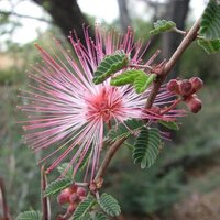 Fee&euml;ndoek (Calliandra eriophylla)