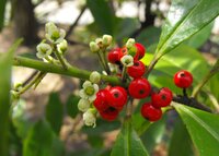 Mat&eacute; (Ilex paraguariensis)