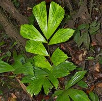 Vissenstaartpalm (Caryota mitis)