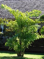 Vissenstaartpalm (Caryota mitis)