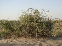 Zwarte gojibes (Lycium ruthenicum)