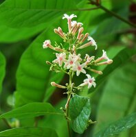 Rode kinaboom (Cinchona pubescens)