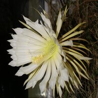 Koningin van de Nacht (Selenicereus grandiflorus)