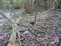 Koningin van de Nacht (Selenicereus grandiflorus)