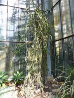 Koningin van de Nacht (Selenicereus grandiflorus)