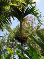 Betelpalm (Areca catechu)