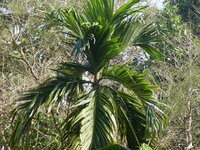 Betelpalm (Areca catechu)