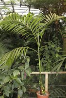 Betelpalm (Areca catechu)