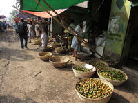 Betelpalm (Areca catechu)