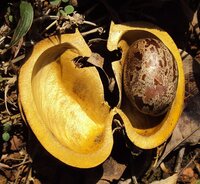 Rubber Tree (Hevea brasiliensis)