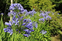 Afrikaanse lelie (Agapanthus praecox)