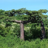 Suarez baobab (Adansonia suarezensis)