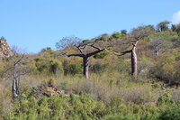 Suarez baobab (Adansonia suarezensis)