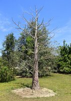 Suarez baobab (Adansonia suarezensis)