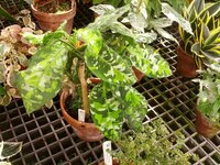 Camouflageplant (Aglaonema pictum)