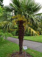 Chinese waaierpalm (Trachycarpus fortunei)