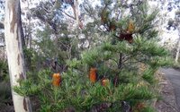 Haarspeld-Banksia (Banksia spinulosa)