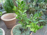 Djeroek Poeroet (Citrus hystrix)