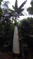 Reuzenbanaan (Musa ingens)