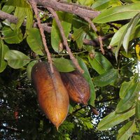 Australische kastanje (Castanospermum australe)