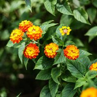 Wisselbloem (Lantana camara)
