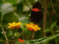 Wisselbloem (Lantana camara)