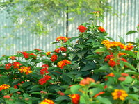 Wisselbloem (Lantana camara)
