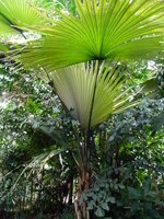 Witte olifantspalm (Kerriodoxa elegans)