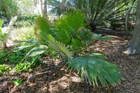 Witte olifantspalm (Kerriodoxa elegans)