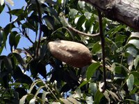 Mahonie (Swietenia mahagoni)