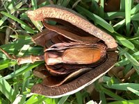 Mahonie (Swietenia mahagoni)