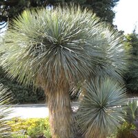 Palmlelie (Yucca rostrata)