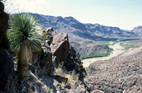 Palmlelie (Yucca rostrata)